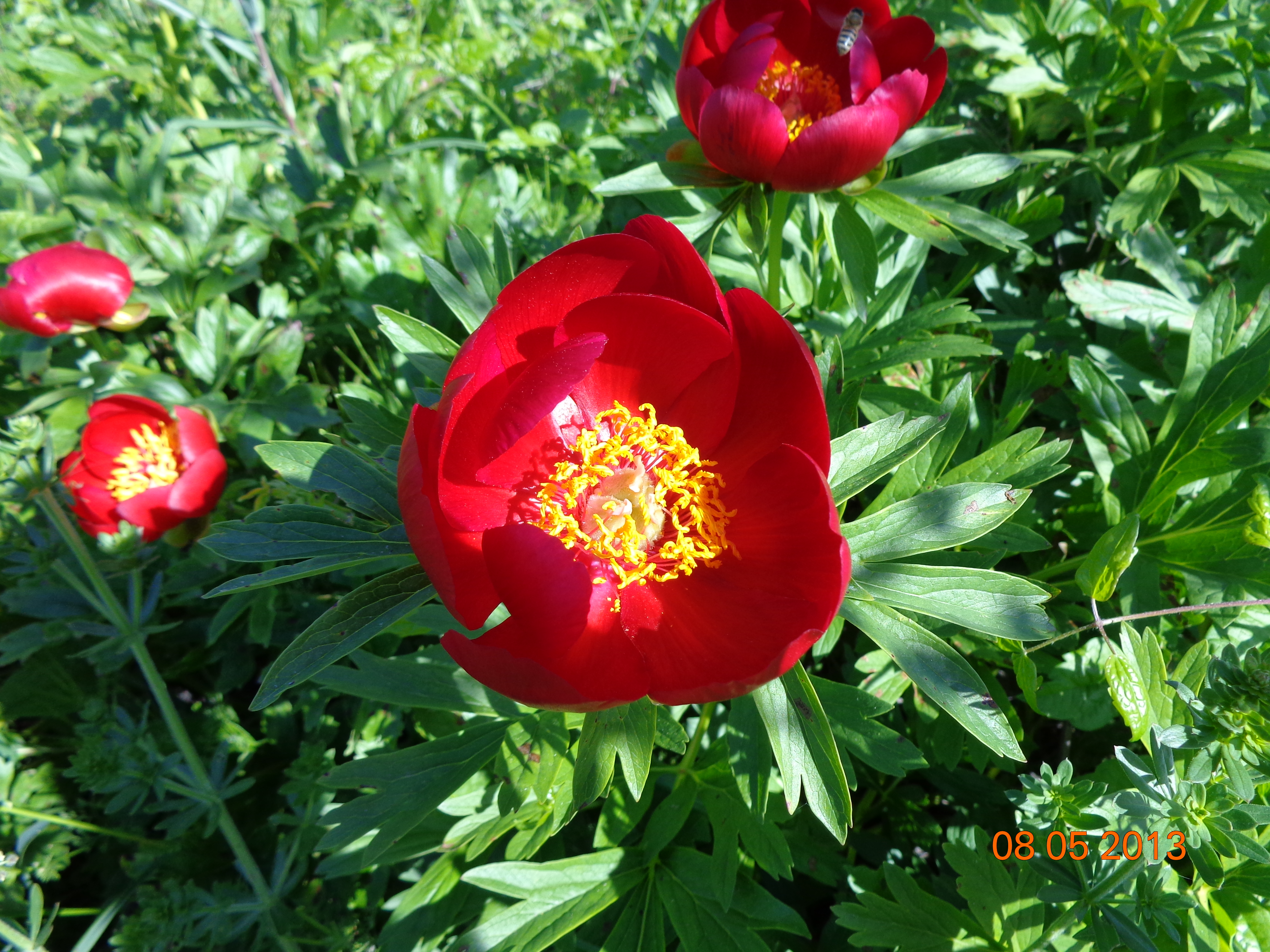 Sea Botanical Tour (Bulgaria)